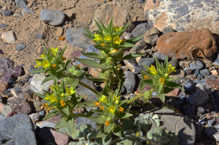 Golden Desert-snapdragon has small showy yellow flowers and green leaves. Plants are covered with a fine pubescence. Mohavea breviflora